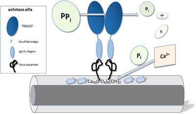 Emerging therapies for the treatment of rare pediatric bone disorders